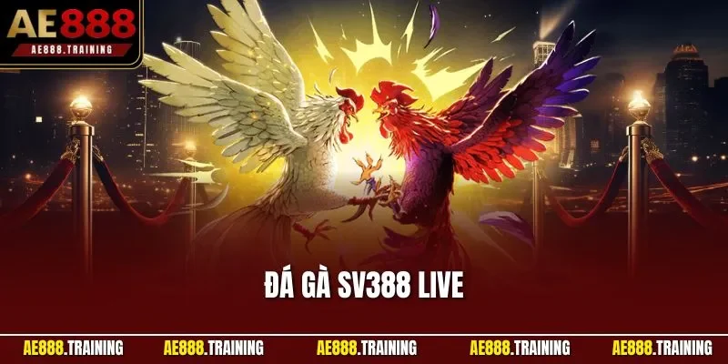 Đá gà SV388 live