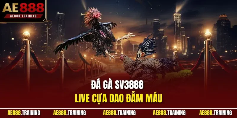 Đá gà SV3888 live cựa dao đẫm máu