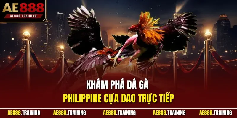 Khám phá đá gà Philippine cựa dao trực tiếp 