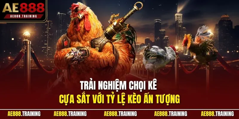Trải nghiệm chọi kê cựa sắt với tỷ lệ kèo ấn tượng