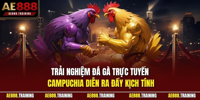 Trải nghiệm đá gà trực tuyến Campuchia diễn ra đầy kịch tính